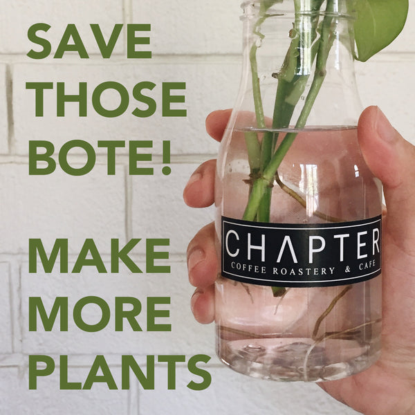 Save Plastic Coffee Bottles for Plant Propagation - by Chapter Coffee Roastery and Cafe